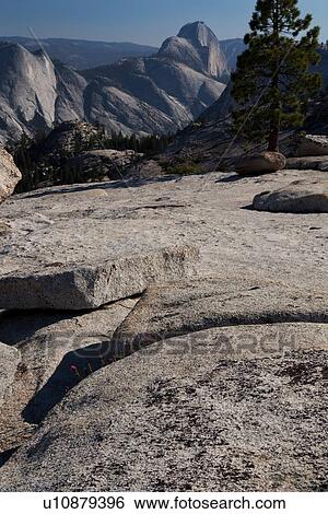 View of Half Dome in late afternoon summer sunlight, across granite trail, Olmsted Point, Yosemite View Large Photo Image Stock Photograph - View of Half Dome in late afternoon summer sunlight, across granite trail, Olmsted Point, Yosemite. Fotosearch