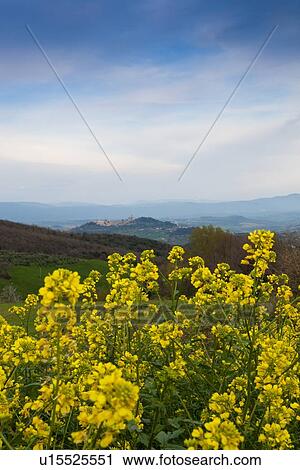 View of landscape, Umbrian hills and hilltop town of Todi in distance, flowering wild yellow mustard in foreground, spring late afternoon, Umbria, Italy View Large Photo Image Stock Image - View of landscape, Umbrian hills and hilltop town of Todi in distance, flowering wild yellow mustard in foreground, spring late afternoon, Umbria, Italy. Fotosearch