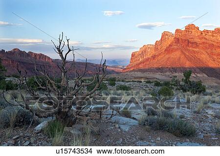 Picture - View of mountains of San Rafael Swell, glowing red at sunset, blue sky and puffy clouds, wih foreground scrub, and single bare tree, Utah. Fotosearch
