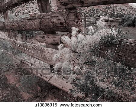 Stock Photography - View of traditional old wooden fence with flowering shrubs growing through, red sandy ground, desaturated image. Pleasant Valley, Utah. Fotosearch
