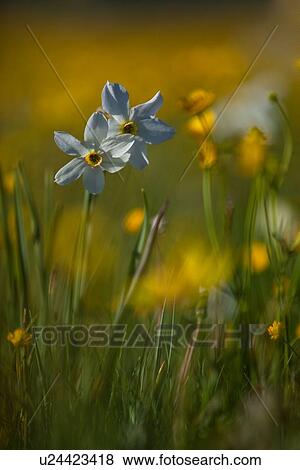 Stock Photo - Wild white narcissi against background of yellow buttercups and crocuses, Piano Grande, Umbria, Italy. Fotosearch