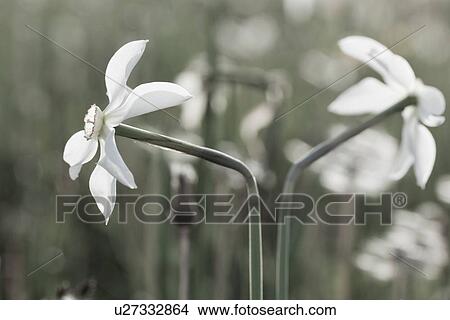 Picture - Wild white narcissus flowers against desaturated flower background, Piano Grande, Umbria, Italy. Fotosearch
