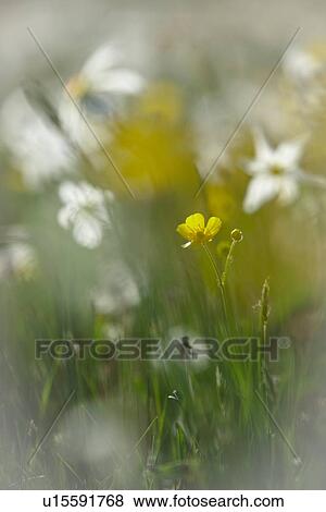 Wild yellow buttercup against background of yellow buttercups and white narcissi, Piano Grande, Umbria, Italy View Large Photo Image Stock Photo - Wild yellow buttercup against background of yellow buttercups and white narcissi, Piano Grande, Umbria, Italy. Fotosearch