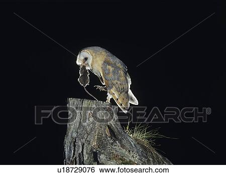 Stock Photograph - Barn owl with rat in beak. Fotosearch
