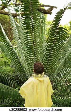 Stock Image - Boy Looking at Large Fern. Fotosearch