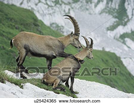 Stock Photography - Couple of alpine ibexes. Fotosearch