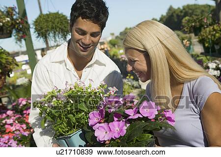 Couple Shopping for flowers in plant nursery View Large Photo Image Stock Photo - Couple Shopping for flowers in plant nursery. Fotosearch