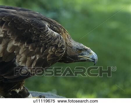 Stock Photography - Eagle, profile. Fotosearch