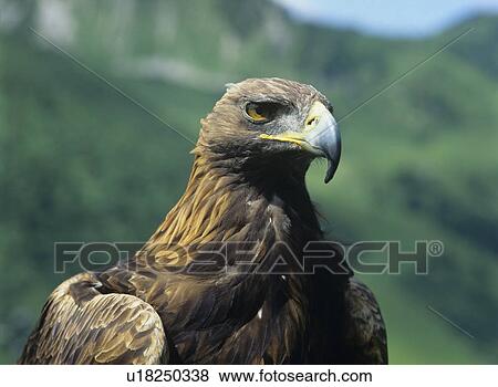 Stock Photo - Eagle. Fotosearch