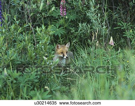 Stock Photography - Fox cub standing by bushes. Fotosearch