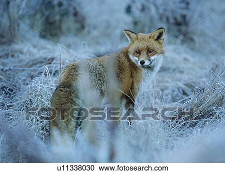 Fox in frozen grass View Large Photo Image Stock Image - Fox in frozen grass. Fotosearch