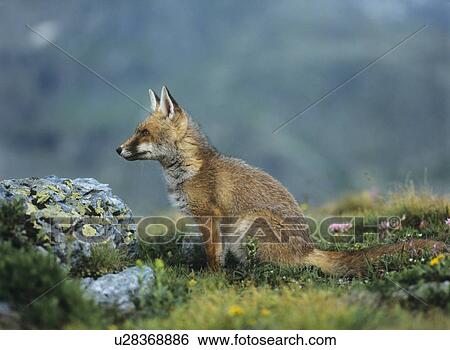 Stock Photograph - Fox on mountain pass. Fotosearch