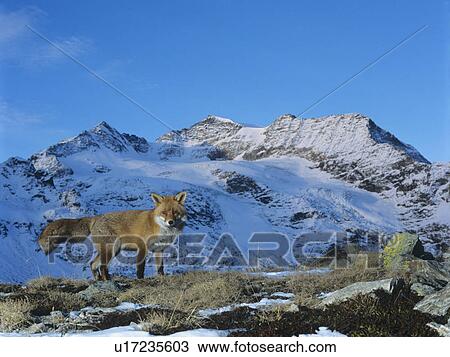 Stock Image - Fox on pass, mountain top behind. Fotosearch
