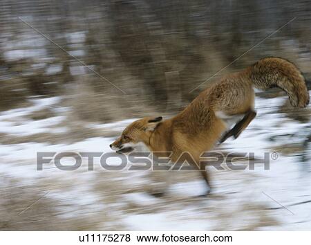 Stock Photo - Fox running in woods, motion blur. Fotosearch