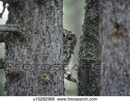Owl peeking from behind tree View Large Photo Image Stock Photo - Owl peeking from behind tree. Fotosearch