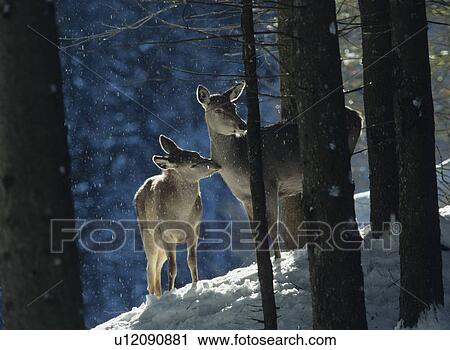 Red deer doe with cub View Large Photo Image Stock Image - Red deer doe with cub. Fotosearch