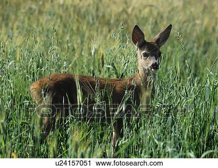 Roe deer in cereal field View Large Photo Image Stock Image - Roe deer in cereal field. Fotosearch