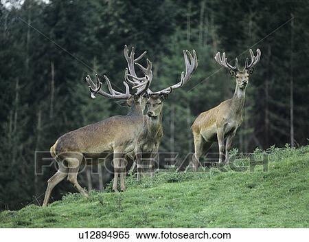 Three red deer stags on slope by trees View Large Photo Image Stock Photography - Three red deer stags on slope by trees. Fotosearch