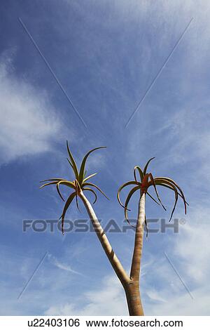 Stock Photograph - Tree. Fotosearch