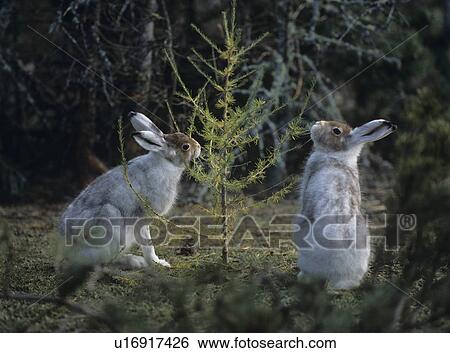 Two hares nibbling on small tree View Large Photo Image Stock Photograph - Two hares nibbling on small tree. Fotosearch