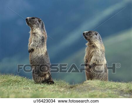 Two Marmots View Large Photo Image Picture - Two Marmots. Fotosearch