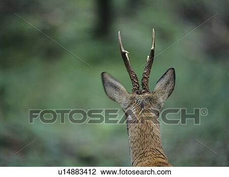 Stock Image - Young deer, back view. Fotosearch