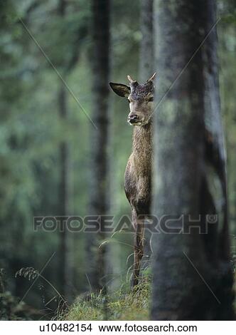 Young red deer stag peeking from behind tree View Large Photo Image Picture - Young red deer stag peeking from behind tree. Fotosearch