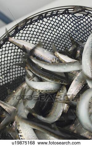 Stock Photo - Full net of fish, (close-up). Fotosearch