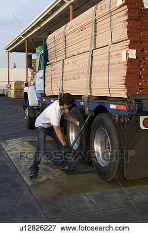 Stock Photo - Mid-adult man adjusting strapping of truck loaded with wood. Fotosearch
