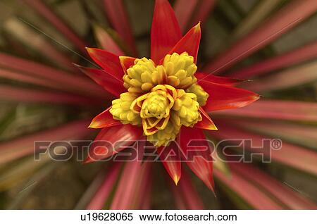 Stock Photography - Red and yellow flower, (close-up). Fotosearch