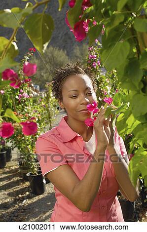Woman smelling flower at nursery View Large Photo Image Stock Image - Woman smelling flower at nursery. Fotosearch