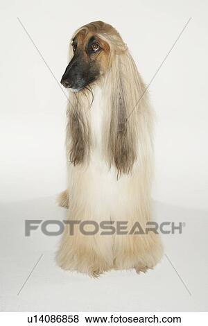 Afghan Hound View Large Photo Image Stock Photo - Afghan Hound. Fotosearch