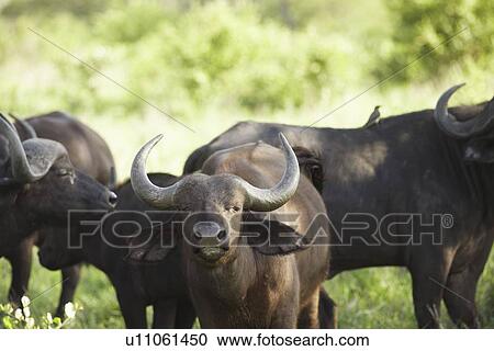Stock Image - African buffaloes (Syncerus caffer) standing in field. Fotosearch