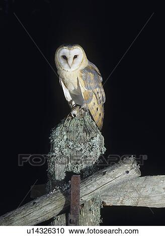Barn owl perching on fence post View Large Photo Image Stock Image - Barn owl perching on fence post. Fotosearch