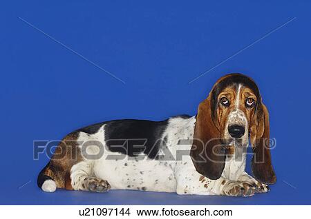 Basset hound lying down, head up View Large Photo Image Picture - Basset hound lying down, head up. Fotosearch