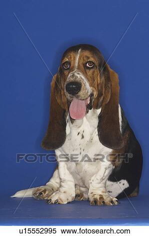 Basset Hound View Large Photo Image Stock Photography - Basset Hound. Fotosearch