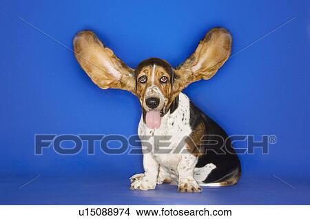Basset hound with ears extended View Large Photo Image Picture - Basset hound with ears extended. Fotosearch