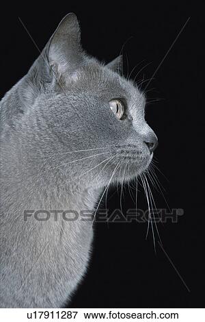Blue Burmese cat, close-up View Large Photo Image Stock Photo - Blue Burmese cat, close-up. Fotosearch