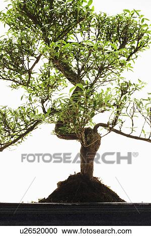 Stock Image - Bonsai Tree in studio, close up. Fotosearch