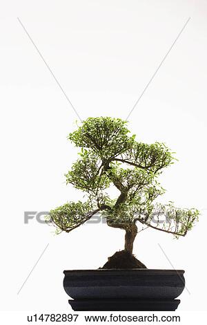 Bonsai Tree in studio View Large Photo Image Stock Photo - Bonsai Tree in studio. Fotosearch