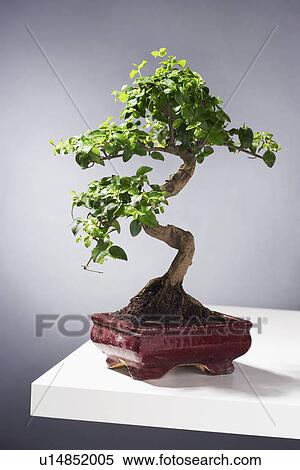 Bonsai Tree on table View Large Photo Image Stock Photography - Bonsai Tree on table. Fotosearch