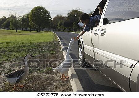Stock Photo - Boy (5-6) feeding geese from car. Fotosearch