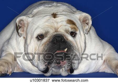 Stock Photo - Bulldog, lying down, close-up. Fotosearch