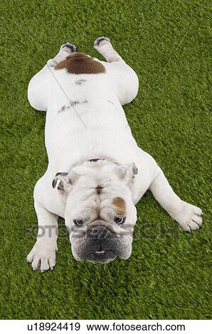 Stock Photo - Bulldog lying down, head up, elevated view. Fotosearch