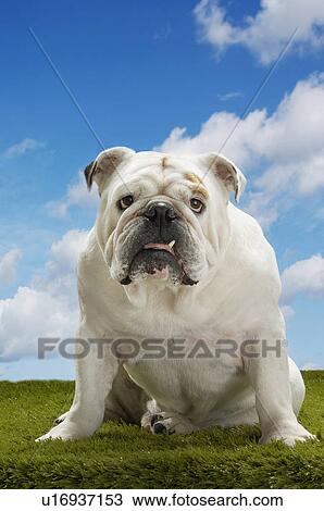 Stock Image - Bulldog, sitting. Fotosearch