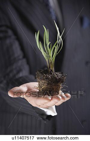 Businessman Holding a plant without pot, mid-section View Large Photo Image Stock Photo - Businessman Holding a plant without pot, mid-section. Fotosearch