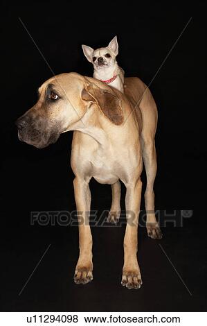 Stock Photo - Chihuahua riding on Brazilian mastiff (Fila brasileiro). Fotosearch