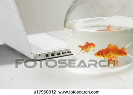 Stock Image - Close up of four goldfish in bowl with laptop behind. Fotosearch