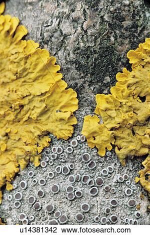 Common Yellow Lichen on Tree Bark View Large Photo Image Stock Image - Common Yellow Lichen on Tree Bark. Fotosearch