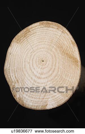 Stock Photo - Cross Section of Tree Trunk. Fotosearch